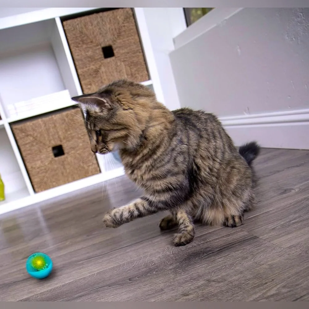 Petlinks Flash Dance Electronic Light Ball Cat Toy | Battery Powered | NIP